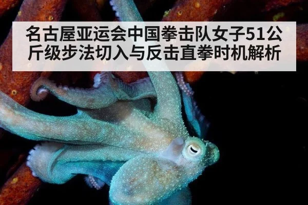 名古屋亚运会中国拳击队女子51公斤级步法切入与反击直拳时机解析